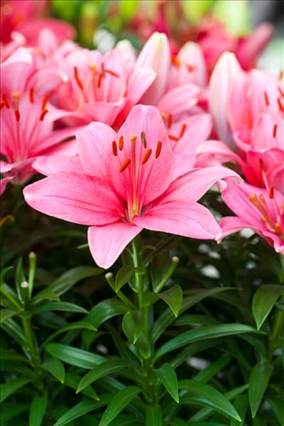 Lilium 'Tiny'