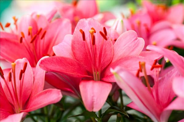Lilium 'Tiny'