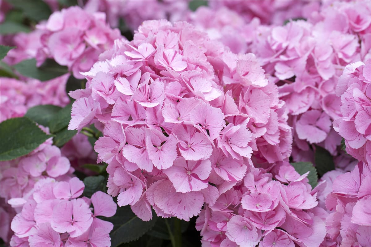 Hydrangea macrophylla 'Sweet Fantasy'®