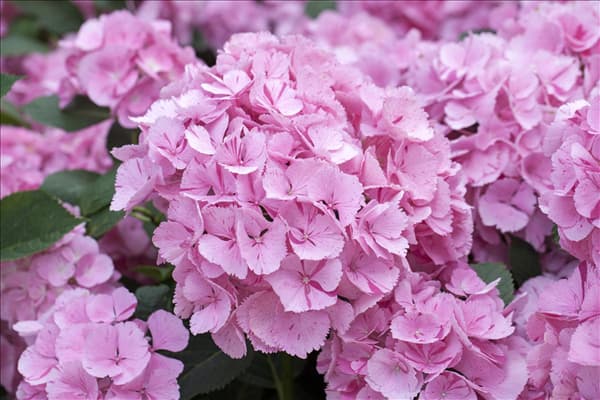 Hydrangea macrophylla 'Sweet Fantasy'®