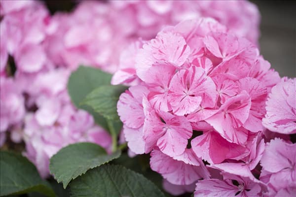 Hydrangea macrophylla 'Sweet Fantasy'®