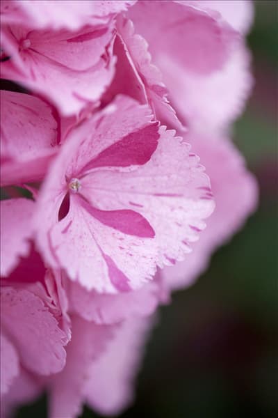 Hydrangea macrophylla 'Sweet Fantasy'®