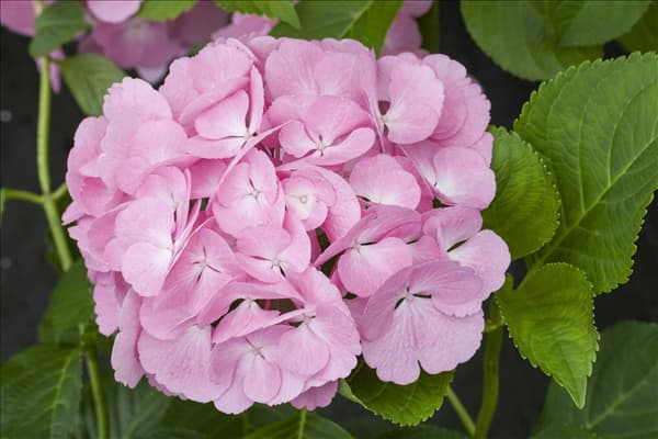 Hydrangea macrophylla 'Sweet Fantasy'®