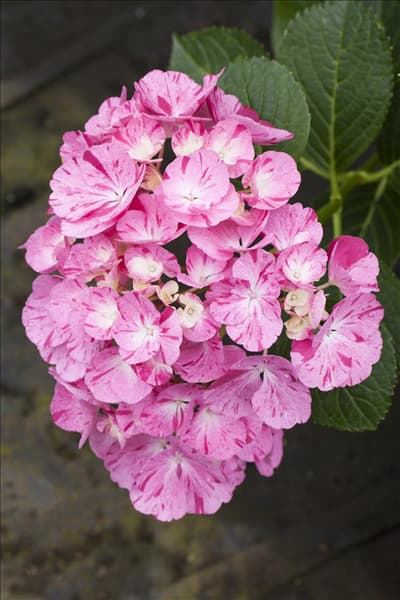 Hydrangea macrophylla 'Sweet Fantasy'®