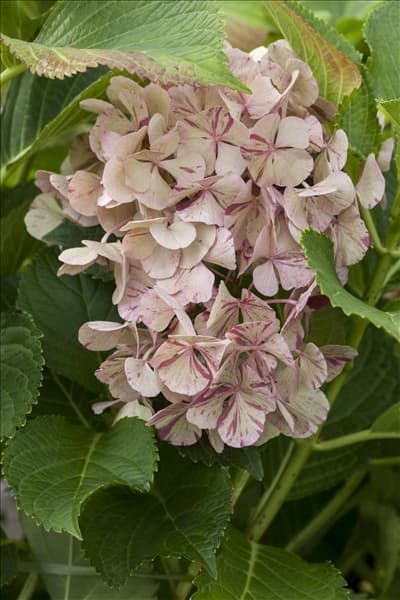 Hydrangea macrophylla 'Sweet Fantasy'®
