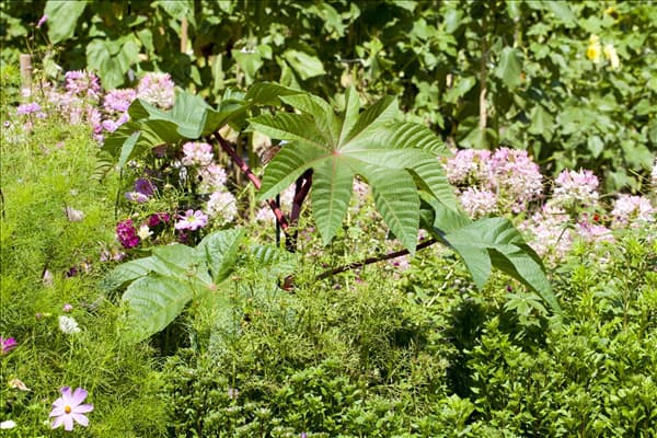 Ricinus communis