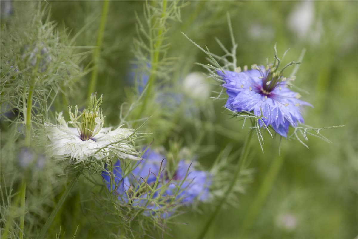 Nigella damascena