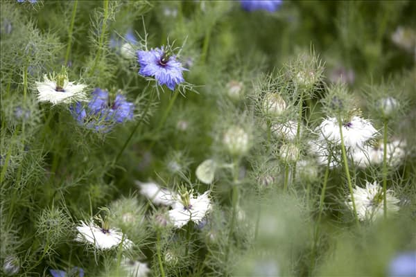Nigella damascena