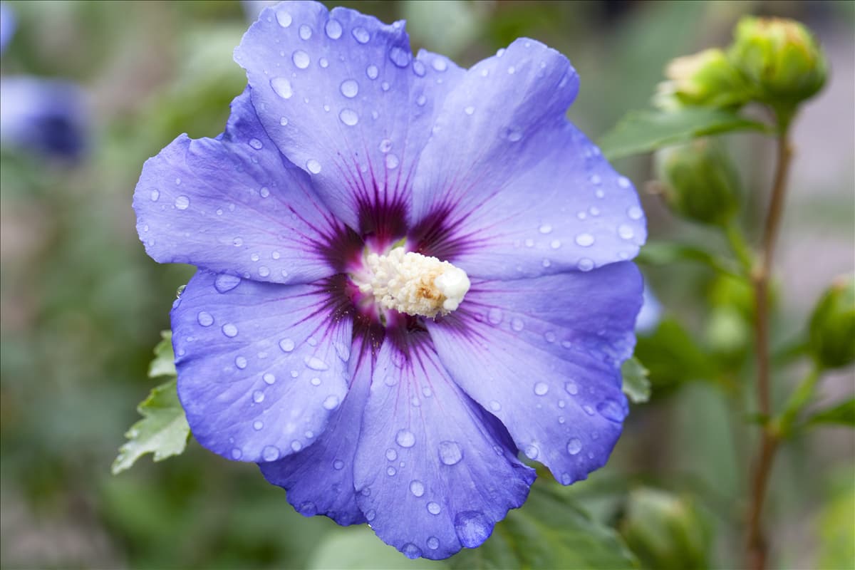 Hibiscus syriacus 'Oiseau Bleu'