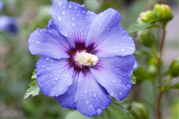 Hibiscus syriacus 'Oiseau Bleu'