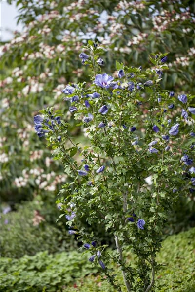 Hibiscus syriacus 'Oiseau Bleu'