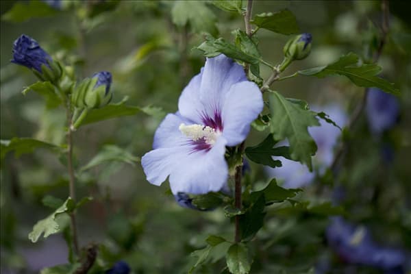 Hibiscus syriacus 'Oiseau Bleu'