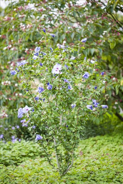 Hibiscus syriacus 'Oiseau Bleu'
