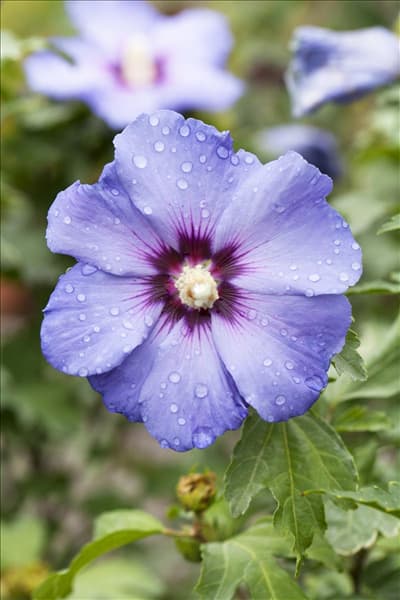 Hibiscus syriacus 'Oiseau Bleu'