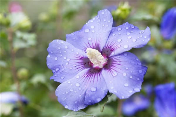 Hibiscus syriacus 'Oiseau Bleu'