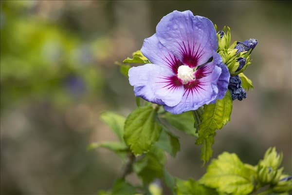 Hibiscus syriacus 'Oiseau Bleu'