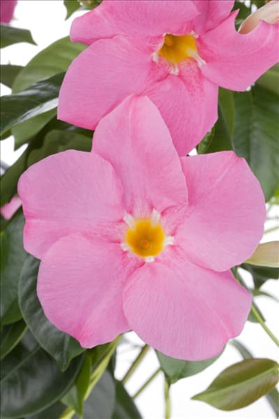 Mandevilla sanderi