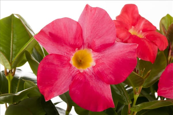 Mandevilla sanderi