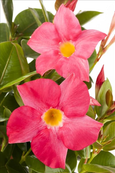 Mandevilla sanderi