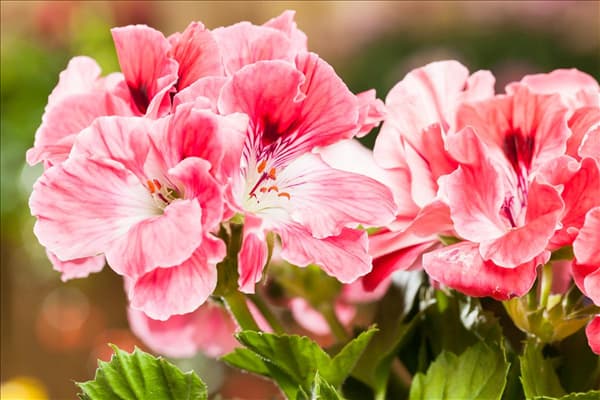 Pelargonium grandiflorum, rosa