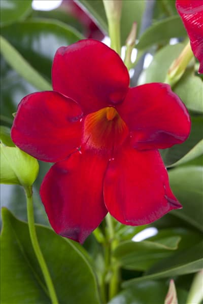 Mandevilla sanderi
