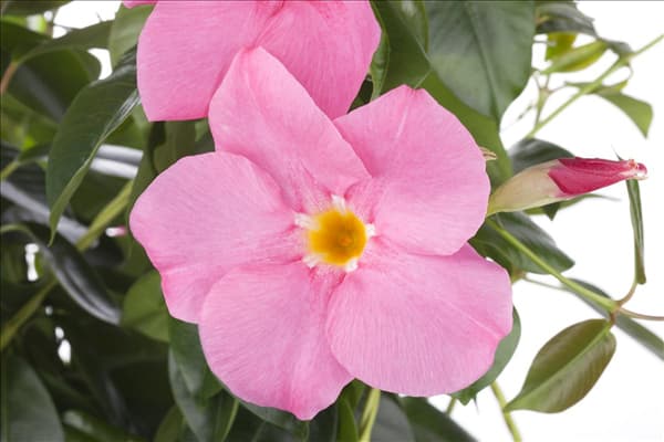 Mandevilla sanderi