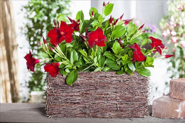 Mandevilla sanderi