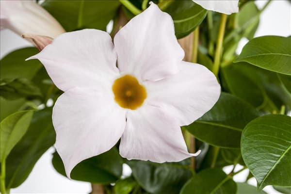 Mandevilla sanderi