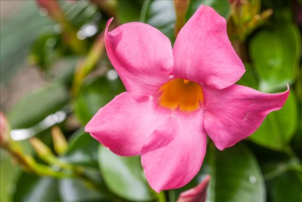 Mandevilla sanderi