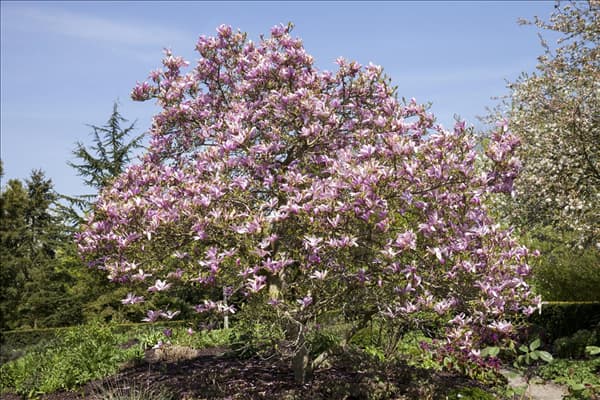 Magnolia