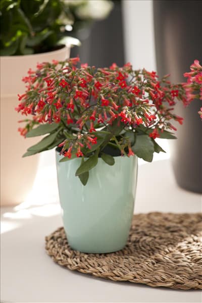 Kalanchoe manginii