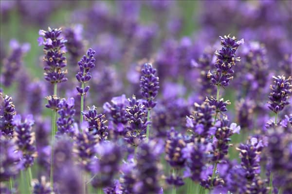 Lavandula angustifolia 'Hidcote Blue'