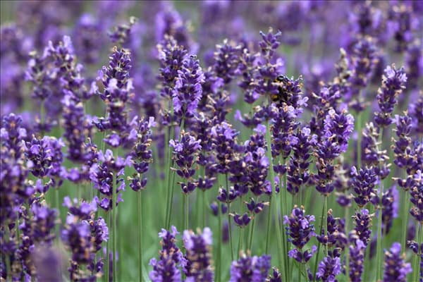 Lavandula angustifolia 'Hidcote Blue'