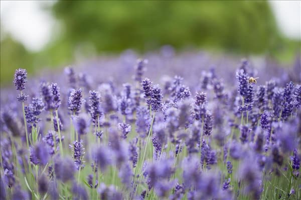 Lavandula angustifolia 'Hidcote Blue'