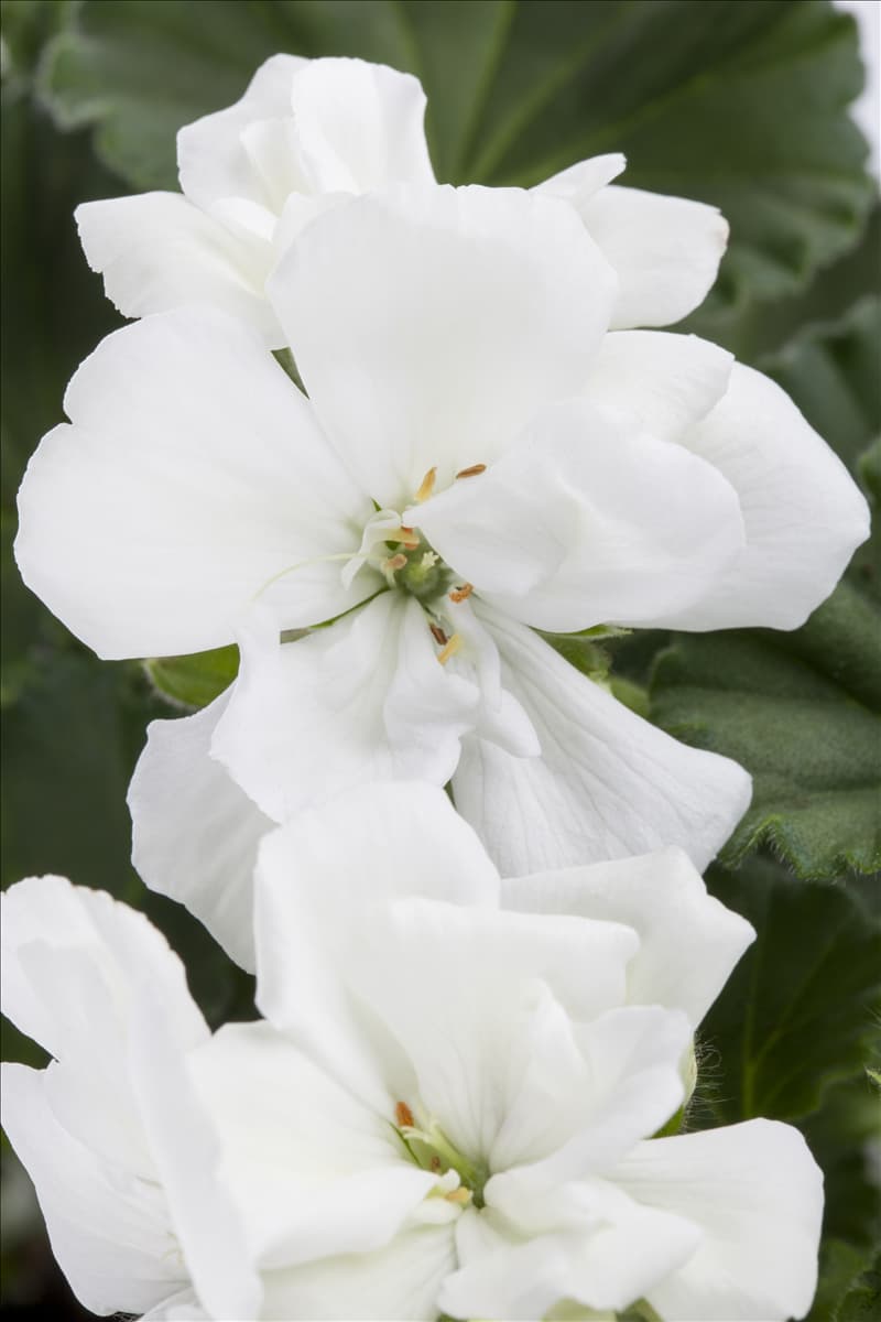 Pelargonium zonale