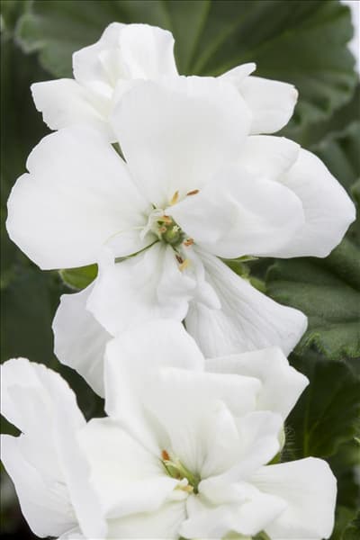 Pelargonium zonale