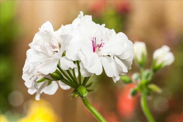 Pelargonium zonale, weiß