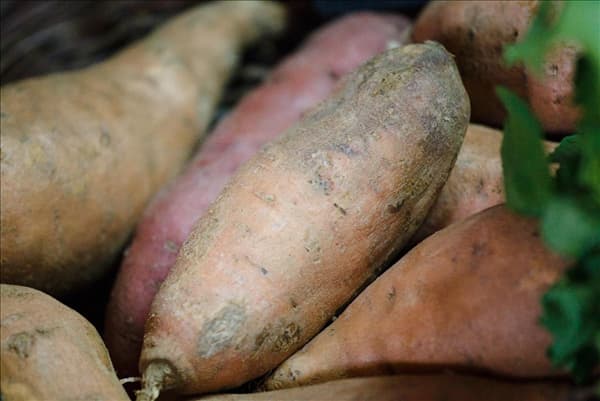 Ipomoea batatas