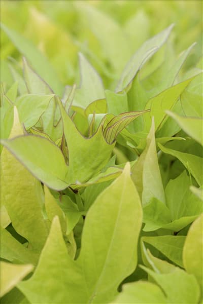 Ipomoea batatas