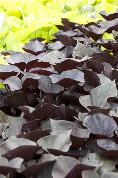 Ipomoea batatas