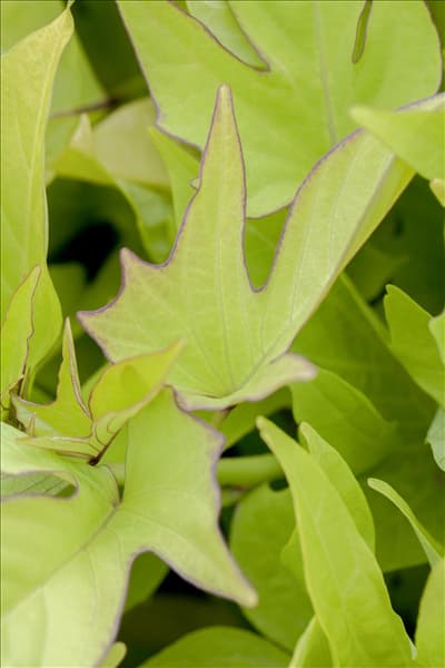 Ipomoea batatas