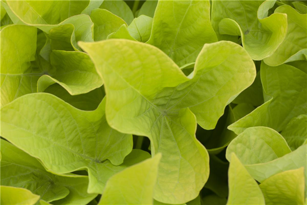 Ipomoea batatas