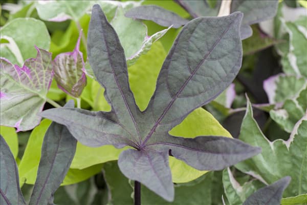 Ipomoea batatas