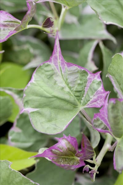 Ipomoea batatas