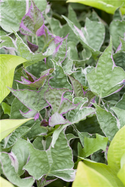 Ipomoea batatas