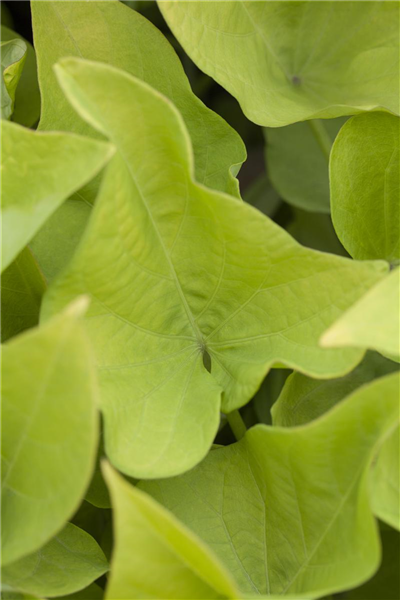 Ipomoea batatas