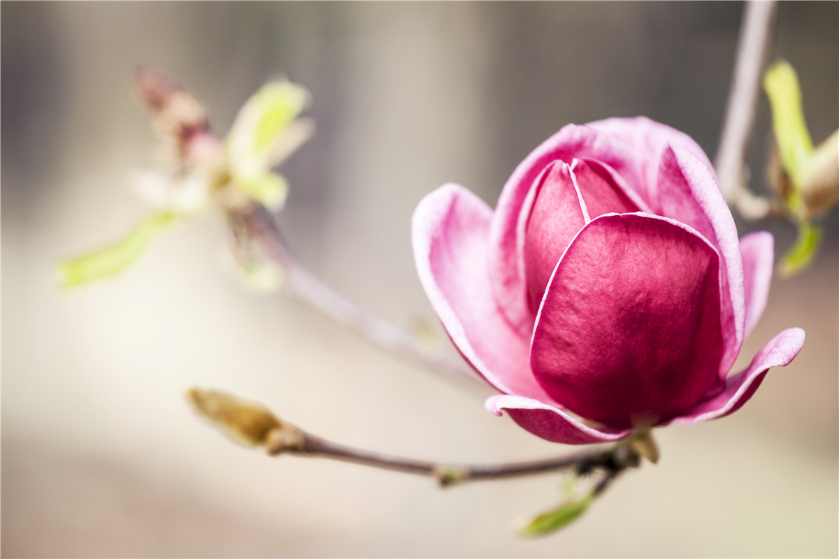 Magnolia 'Genie'®