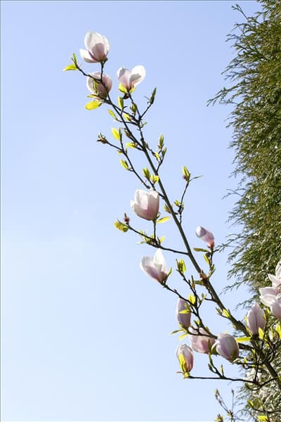 Magnolia 'Genie'®