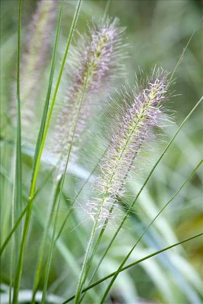 Pennisetum alopecuroides