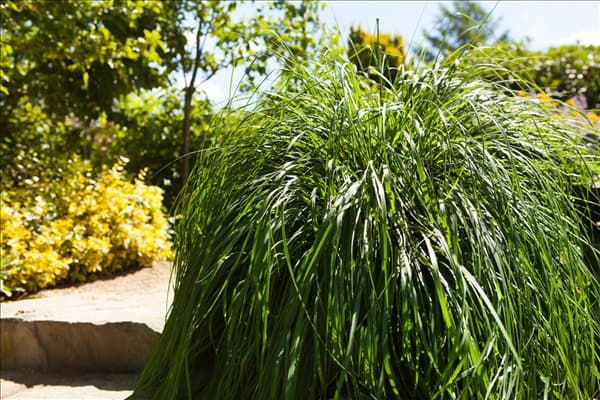 Pennisetum alopecuroides